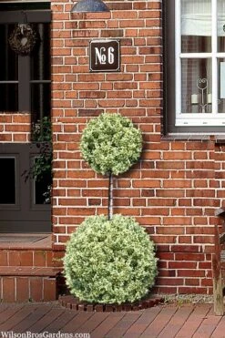 Variegated Boxwood 2-Ball Poodle Tier Topiary - 5 Gallon Pot -Plant Series Shop buxus sempervirens aureovariegata boxwood 2 ball poodle tier 8