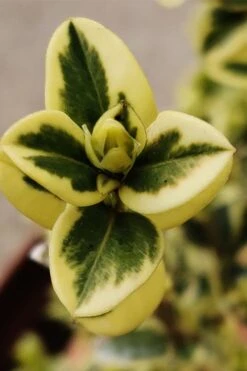 Variegated Boxwood (Buxus Sempervirens 'Aureovariegata') - 2 Gallon Pot - SALE -Plant Series Shop buxus sempervirens aureovariegata variegated boxwood 1 3