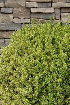 Variegated Boxwood (Buxus Sempervirens 'Aureovariegata') - 5 Gallon Pot 13 Variegated Boxwood (Buxus Sempervirens 'Aureovariegata') - 5 Gallon Pot -Plant Series Shop buxus sempervirens aureovariegata variegated boxwood 10