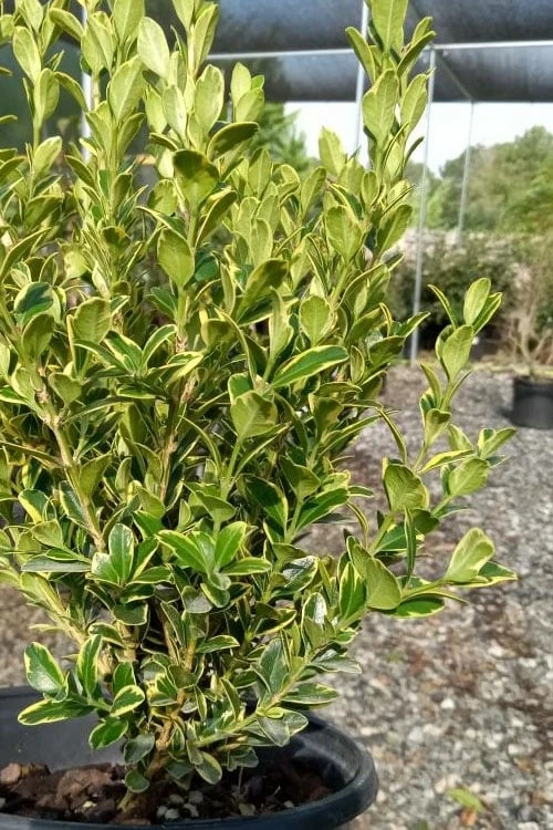 Sunburst Variegated Korean Boxwood - 1 Gallon Pot 1 Sunburst Variegated Korean Boxwood - 1 Gallon Pot