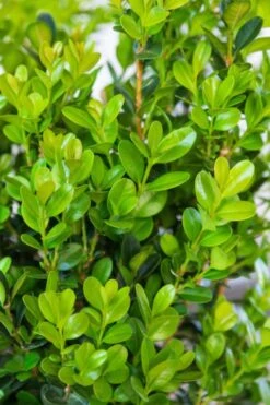Winterstar Boxwood - 1 Gallon Pot 10 Winterstar Boxwood - 1 Gallon Pot -Plant Series Shop buxus winterstar boxwood 1