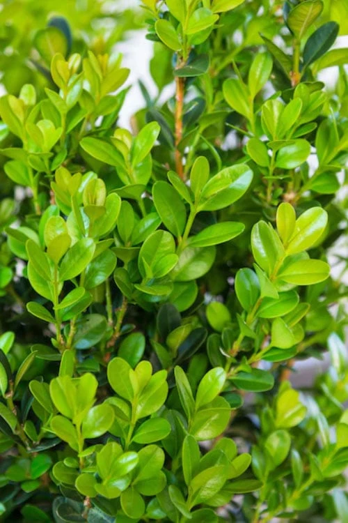 Winterstar Boxwood - 1 Gallon Pot 5 Winterstar Boxwood - 1 Gallon Pot - Image 5