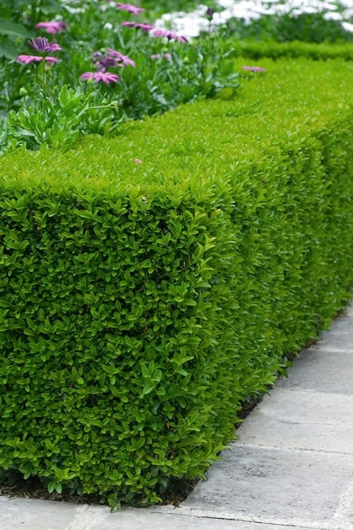 Winterstar Boxwood - 1 Gallon Pot 1 Winterstar Boxwood - 1 Gallon Pot