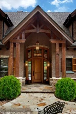 Winterstar Boxwood - 2 Gallon Pot -Plant Series Shop buxus winterstar boxwood 3 1