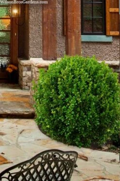 Winterstar Boxwood - 1 Gallon Pot 11 Winterstar Boxwood - 1 Gallon Pot -Plant Series Shop buxus winterstar boxwood 4