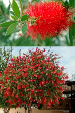 Red Cluster Bottlebrush Tree - 7 Gallon Pot -Plant Series Shop callistemon red cluster bottlebrush 102