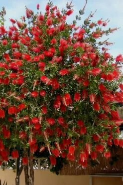 Red Cluster Bottlebrush Tree - 7 Gallon Pot