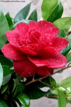 Altheaflora Camellia - 3 Gallon Pot -Plant Series Shop camellia altheaflora 1