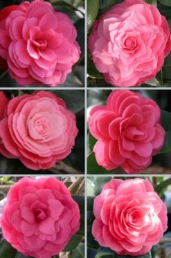 April Kiss Pink Double Flowered Camellia Japonica - 3 Gallon Pot 9 April Kiss Pink Double Flowered Camellia Japonica - 3 Gallon Pot -Plant Series Shop camellia japonica april kiss 102