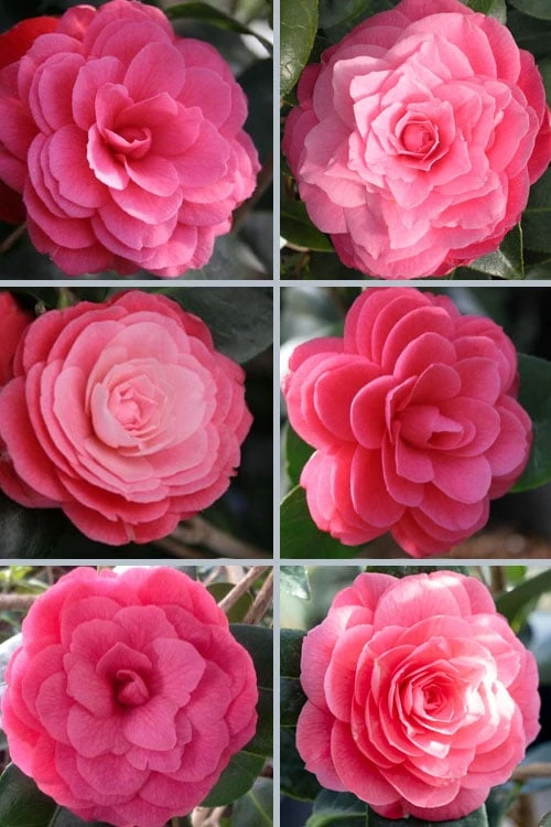 April Kiss Pink Double Flowered Camellia Japonica - 3 Gallon Pot 5 April Kiss Pink Double Flowered Camellia Japonica - 3 Gallon Pot - Image 5