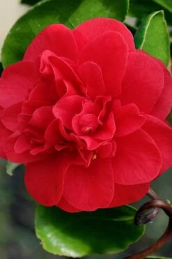 Curly Lady Camellia Japonica - 1 Gallon Pot 17 Curly Lady Camellia Japonica - 1 Gallon Pot -Plant Series Shop camellia japonica curly lady 1