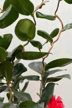 Curly Lady Camellia Japonica - 1 Gallon Pot 16 Curly Lady Camellia Japonica - 1 Gallon Pot -Plant Series Shop camellia japonica curly lady 2