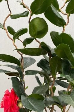 Curly Lady Camellia Japonica - 1 Gallon Pot 15 Curly Lady Camellia Japonica - 1 Gallon Pot -Plant Series Shop camellia japonica curly lady 3