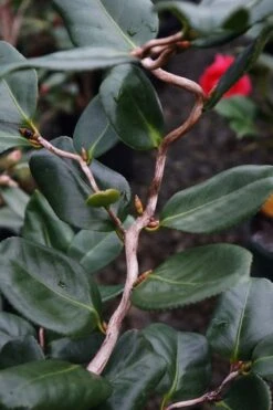 Curly Lady Camellia Japonica - 1 Gallon Pot 14 Curly Lady Camellia Japonica - 1 Gallon Pot -Plant Series Shop camellia japonica curly lady 5