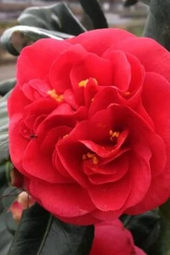 Curly Lady Camellia Japonica - 1 Gallon Pot 12 Curly Lady Camellia Japonica - 1 Gallon Pot -Plant Series Shop camellia japonica curly lady 6