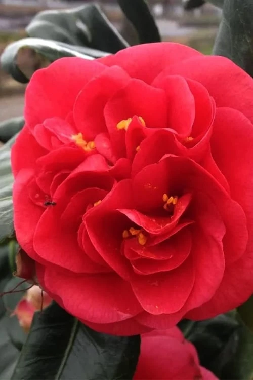 Curly Lady Camellia Japonica - 1 Gallon Pot 4 Curly Lady Camellia Japonica - 1 Gallon Pot - Image 4