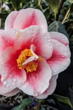 Sadaharu Oh Camellia - 7 Gallon Pot (3-4') -Plant Series Shop camellia japonica sadaharu oh 100