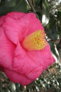 Lady Clare Camellia Japonica - 3 Gallon Pot -Plant Series Shop camellia lady clare 1