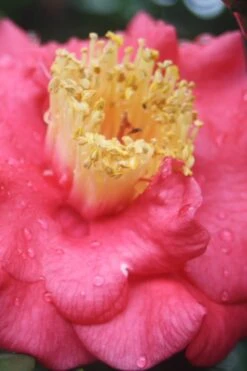 Lady Clare Camellia Japonica - 3 Gallon Pot -Plant Series Shop camellia lady clare 2