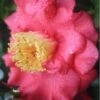 Lady Clare Camellia Japonica - 3 Gallon Pot