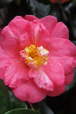 Lady Clare Camellia Japonica - 3 Gallon Pot -Plant Series Shop camellia lady clare 5