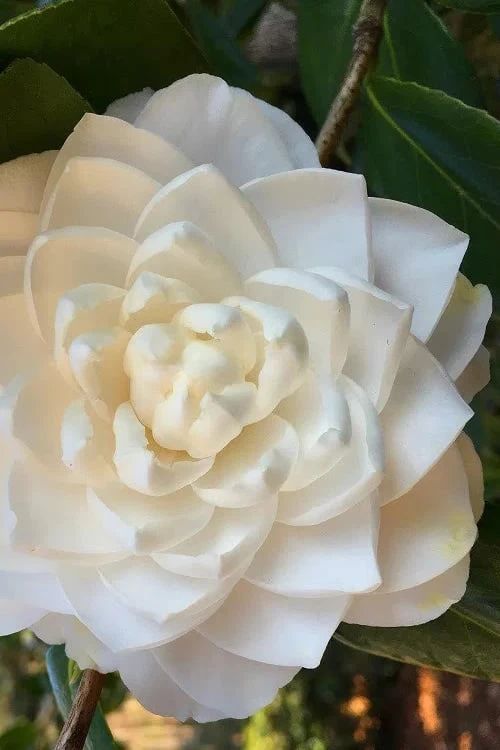 Sea Foam White Camellia Japonica - 1 Gallon Pot 1 Sea Foam White Camellia Japonica - 1 Gallon Pot