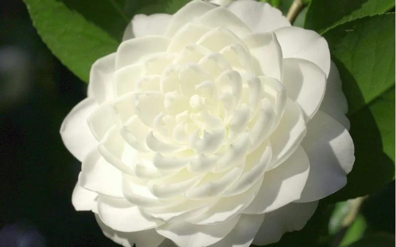 Sea Foam White Camellia Japonica - 1 Gallon Pot 4 Sea Foam White Camellia Japonica - 1 Gallon Pot - Image 4