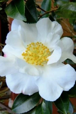 Setsugekka Fragrant Camellia Sasanqua - 1 Gallon Pot -Plant Series Shop camellia setsugekka 3 1