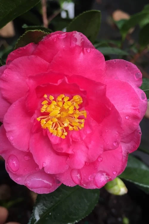 Shishi Gashira Dwarf Camellia Sasanqua - 2.5 Quart Pot 1 Shishi Gashira Dwarf Camellia Sasanqua - 2.5 Quart Pot