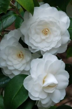White By The Gate Camellia Japonica - 3 Gallon Pot -Plant Series Shop camellia white by the gate 1