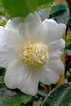 Winter's Snowman Camellia Hybrid - 3 Gallon Pot -Plant Series Shop camellia winters snowman 105 1