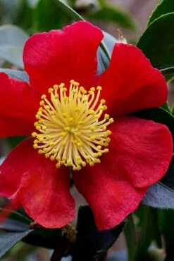 Yuletide Camellia Sasanqua - 1 Gallon Pot -Plant Series Shop camellia yuletide best 2