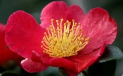 Yuletide Camellia Sasanqua - 7 Gallon Pot (3-4') -Plant Series Shop camellia yuletide flower closeup 1