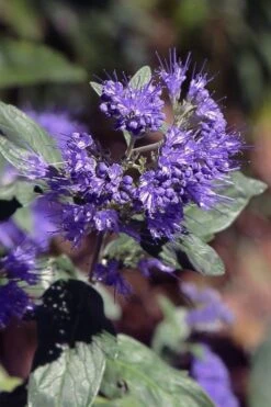 Dark Knight Blue Mist Shrub (Caryopteris) - 1 Gallon Pot -Plant Series Shop caryopteris clandonensis dark knight blue mist shrub 1