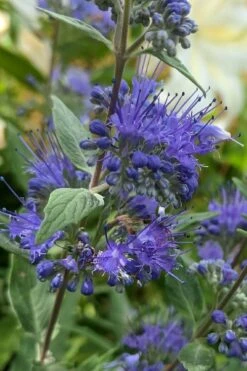 Dark Knight Blue Mist Shrub (Caryopteris) - 1 Gallon Pot -Plant Series Shop caryopteris clandonensis dark knight blue mist shrub 3