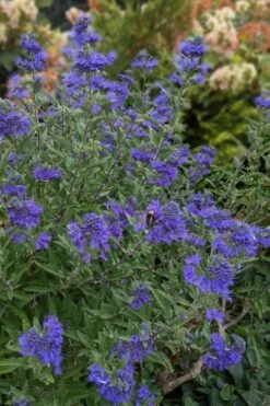 Dark Knight Blue Mist Shrub (Caryopteris) - 1 Gallon Pot -Plant Series Shop caryopteris clandonensis dark knight blue mist shrub 6