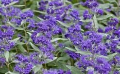 Dark Knight Blue Mist Shrub (Caryopteris) - 1 Gallon Pot -Plant Series Shop caryopteris clandonensis dark knight blue mist shrub 7