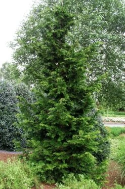 Slender Hinoki Cypress - 3 Gallon Pot (1.5-2') -Plant Series Shop chamaecyparis obtusa gracilis slender hinoki cypress 101