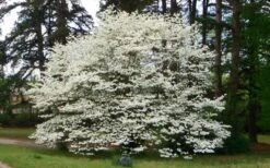 Native White Flowering Dogwood (Cornus Florida) - 3 Gallon Pot 14 Native White Flowering Dogwood (Cornus Florida) - 3 Gallon Pot -Plant Series Shop cornus florida white flowering dogwood 1