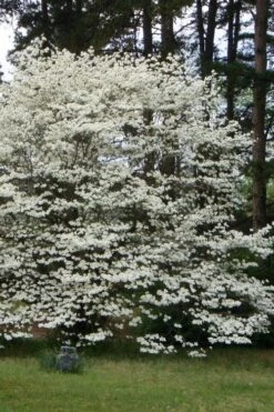 Native White Flowering Dogwood (Cornus Florida) - 3 Gallon Pot 20 Native White Flowering Dogwood (Cornus Florida) - 3 Gallon Pot -Plant Series Shop cornus florida white flowering dogwood 2