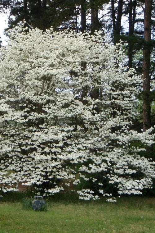 Native White Flowering Dogwood (Cornus Florida) - 3 Gallon Pot 10 Native White Flowering Dogwood (Cornus Florida) - 3 Gallon Pot - Image 10