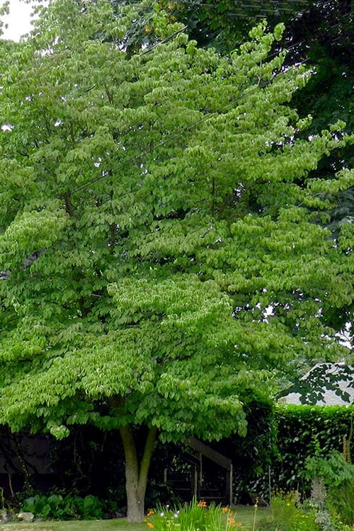 Native White Flowering Dogwood (Cornus Florida) - 3 Gallon Pot 5 Native White Flowering Dogwood (Cornus Florida) - 3 Gallon Pot - Image 5
