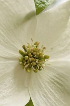 Native White Flowering Dogwood (Cornus Florida) - 3 Gallon Pot 21 Native White Flowering Dogwood (Cornus Florida) - 3 Gallon Pot -Plant Series Shop cornus florida white flowering dogwood 5