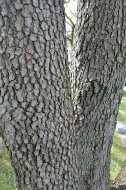 Native White Flowering Dogwood (Cornus Florida) - 3 Gallon Pot 17 Native White Flowering Dogwood (Cornus Florida) - 3 Gallon Pot -Plant Series Shop cornus florida white flowering dogwood 8