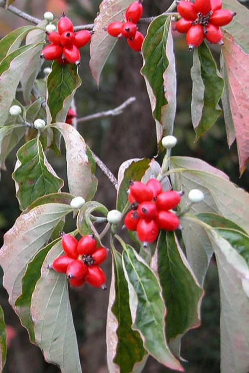 Native White Flowering Dogwood (Cornus Florida) - 3 Gallon Pot 8 Native White Flowering Dogwood (Cornus Florida) - 3 Gallon Pot - Image 8