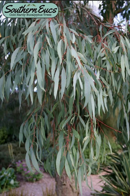 Angus Cold Hardy Eucalyptus Tree (Eucalyptus Nicholii) - Quart Pot 1 Angus Cold Hardy Eucalyptus Tree (Eucalyptus Nicholii) - Quart Pot