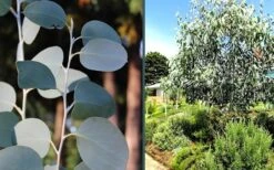 Mappa Tassie Cold Hardy Eucalyptus Tree (Eucalyptus Pauciflora) - 3 Quart Pot 10 Mappa Tassie Cold Hardy Eucalyptus Tree (Eucalyptus Pauciflora) - 3 Quart Pot -Plant Series Shop eucalyptus mappa tassie combo 1
