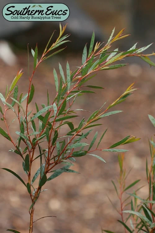 Skinny Minny Hardy Eucalyptus Tree (Eucalyptus Moorei) - 6 Pack Of 1 Gallon Pots 1 Skinny Minny Hardy Eucalyptus Tree (Eucalyptus Moorei) - 6 Pack Of 1 Gallon Pots