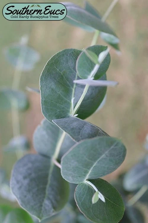 Big O Cold Hardy Eucalyptus Tree (Eucalyptus Neglecta) - 1 Gallon Pot 1 Big O Cold Hardy Eucalyptus Tree (Eucalyptus Neglecta) - 1 Gallon Pot