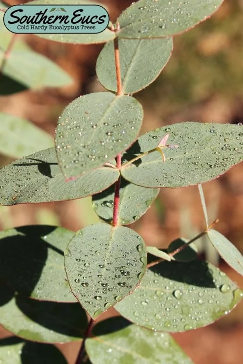 Cab Sav Cold Hardy Eucalyptus Tree (Eucalyptus Rubida) - Quart Pot 1 Cab Sav Cold Hardy Eucalyptus Tree (Eucalyptus Rubida) - Quart Pot